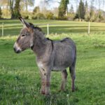 donkey-gc2a797082_1920