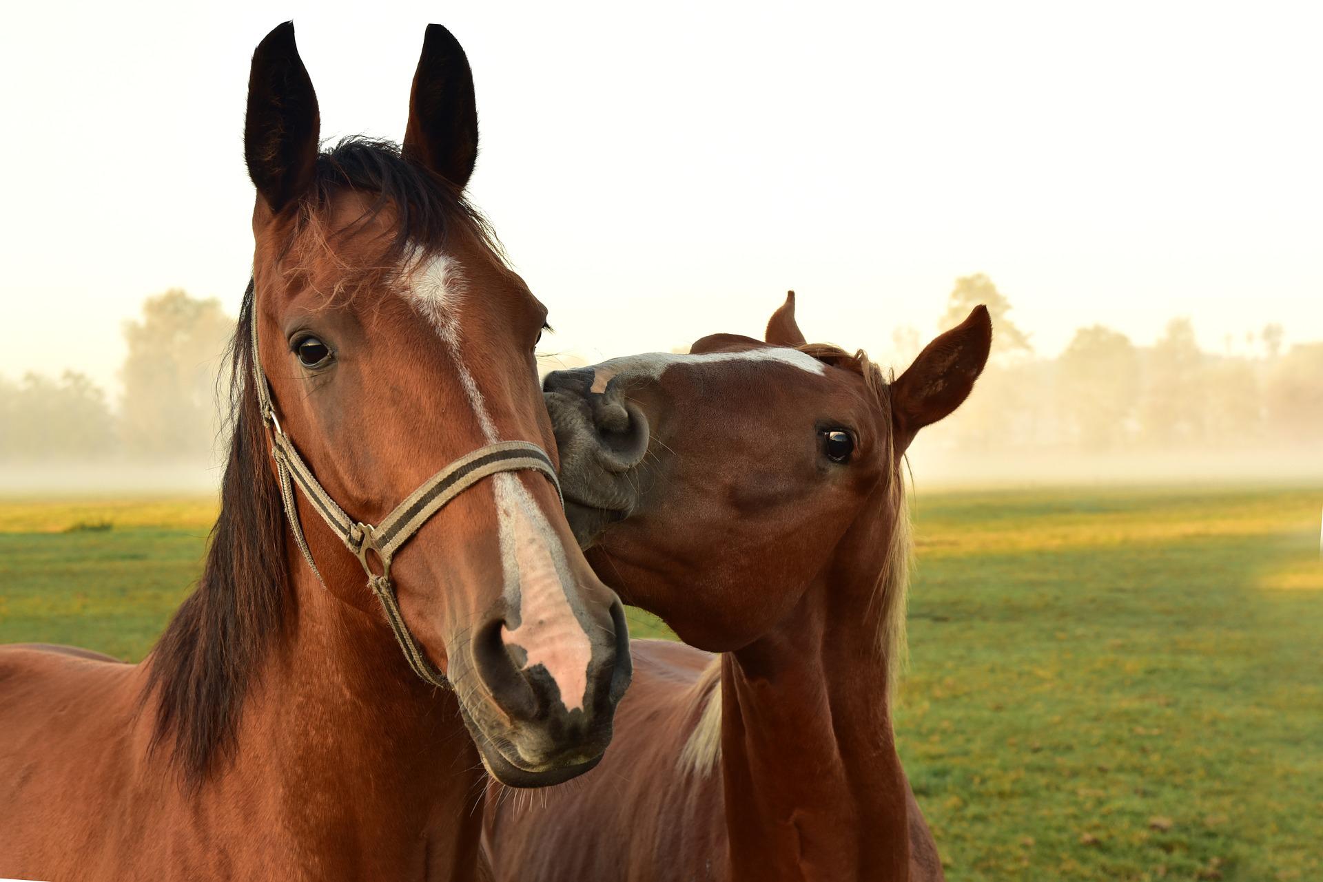 horses-gc31f7b125_1920